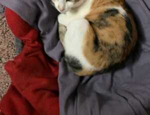 how to set up pblemulator