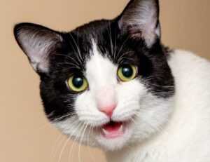 how to update pblemulator