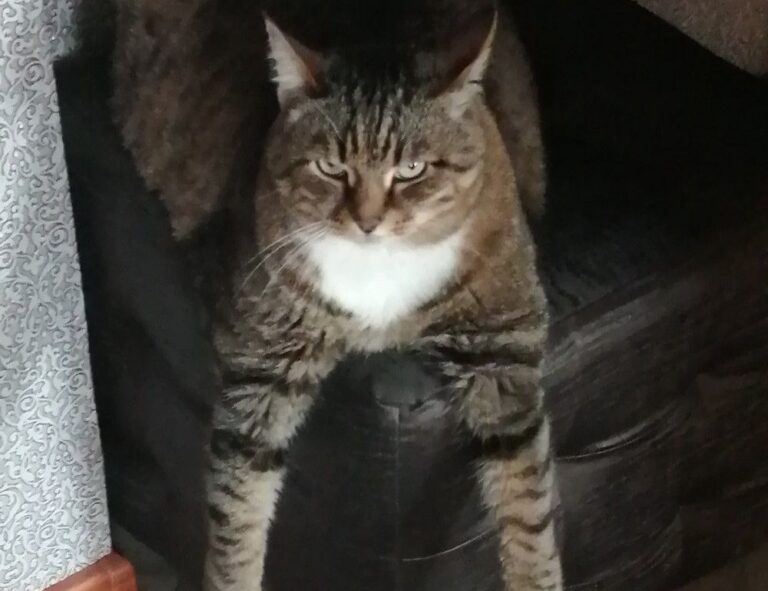 new software 418dsg7