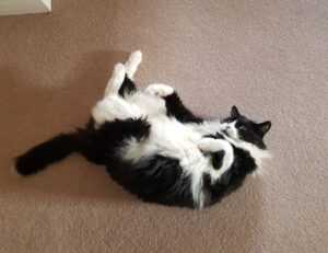 pblemulator upgrades