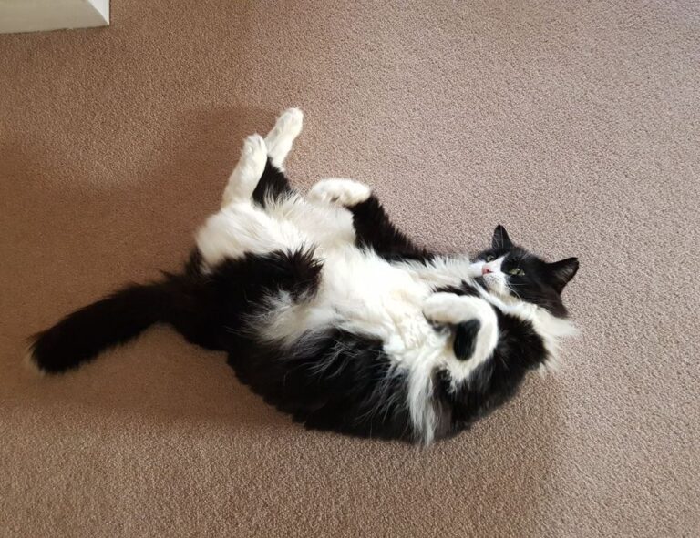 pblemulator upgrades