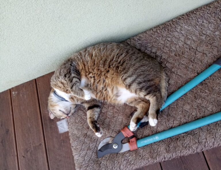 release date pblemulator