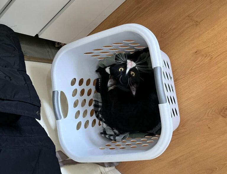 set up for pblemulator