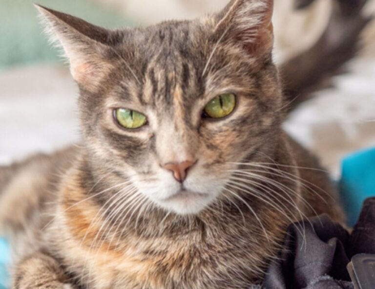 software name meetshaxs