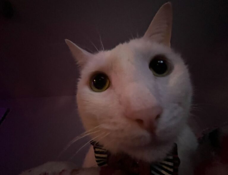 software ralbel28.2.5 issue