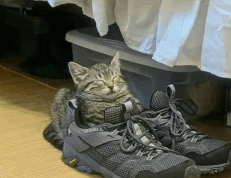 why does ozdikenosis kill you