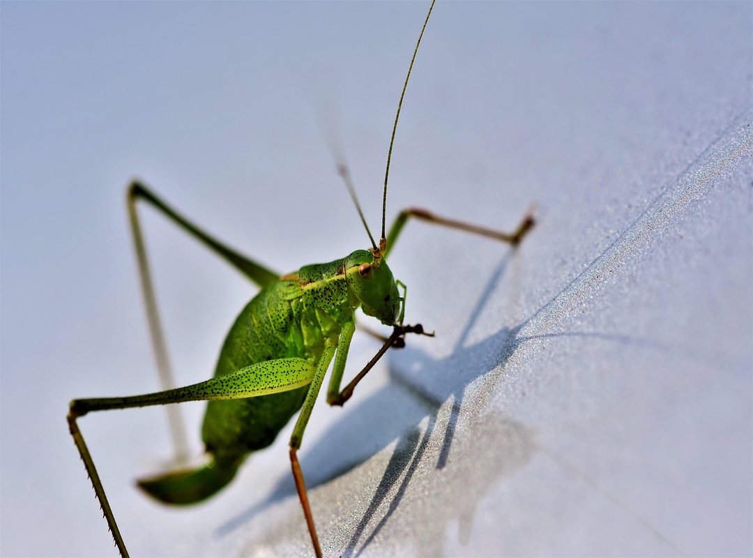 Mods Gaming Lcfgamenews