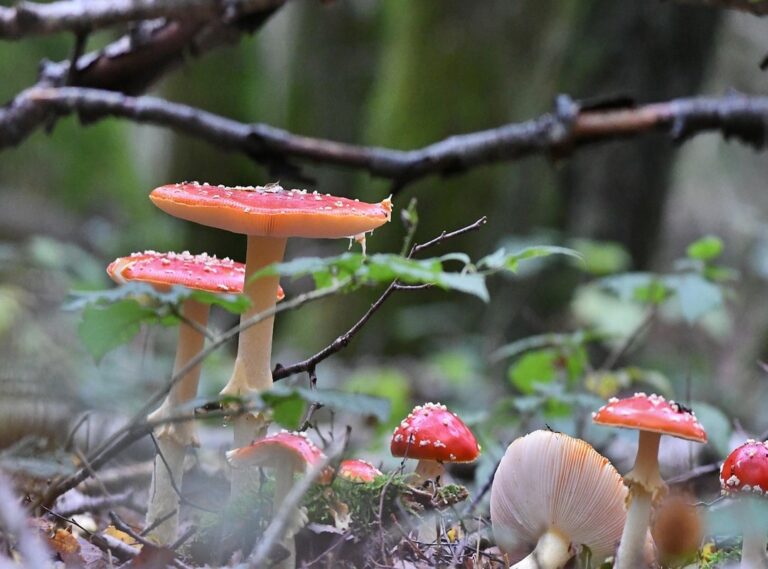 omhelzing knuffel gif