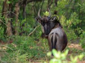 wildebeest crossword clue 3 letters